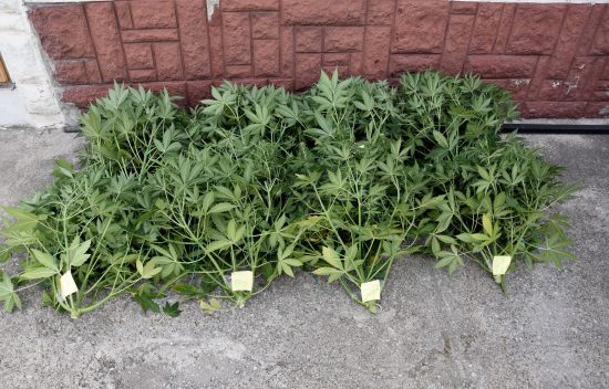 Valjevo-Marihuana-Kanabis-1