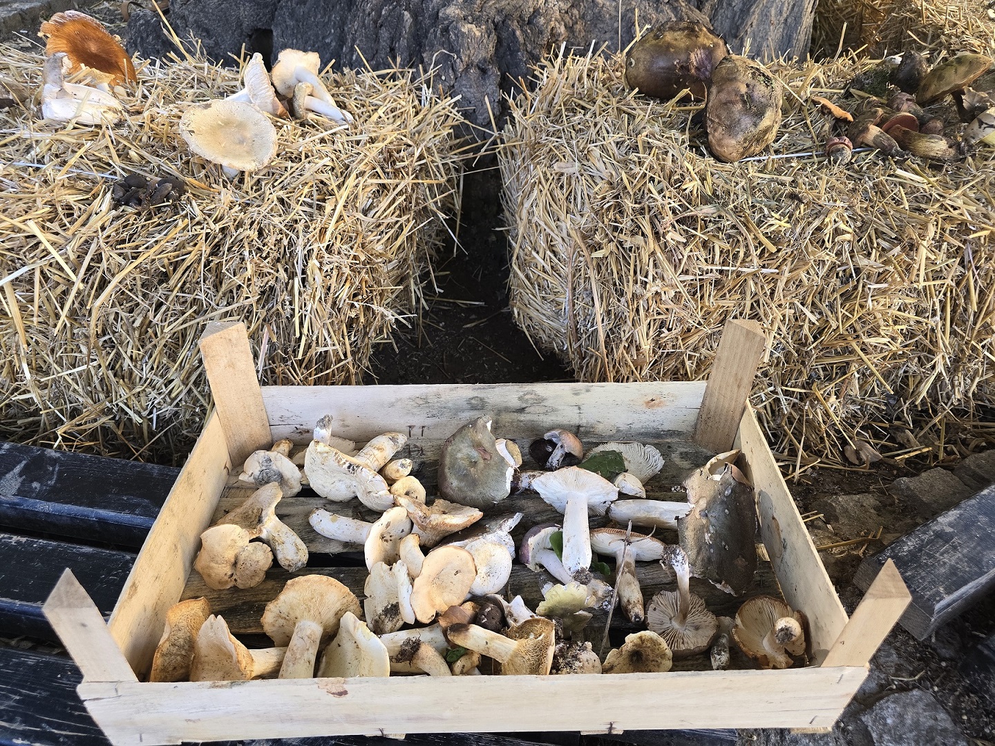 Pečurke - Gljivarski Gastro fest