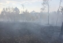 UGAŠEN POŽAR NA KRALJEVOM STOLU NA DIVČIBARAMA, GORELO NEKOLIKO HEKTARA Požar Divčibare Mionica (3)